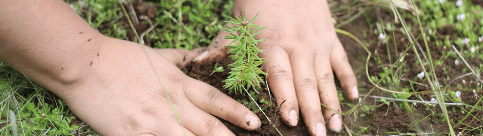 Conservación Bosques